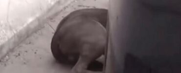 Tyrion è un pitbull spaventato dalla strada