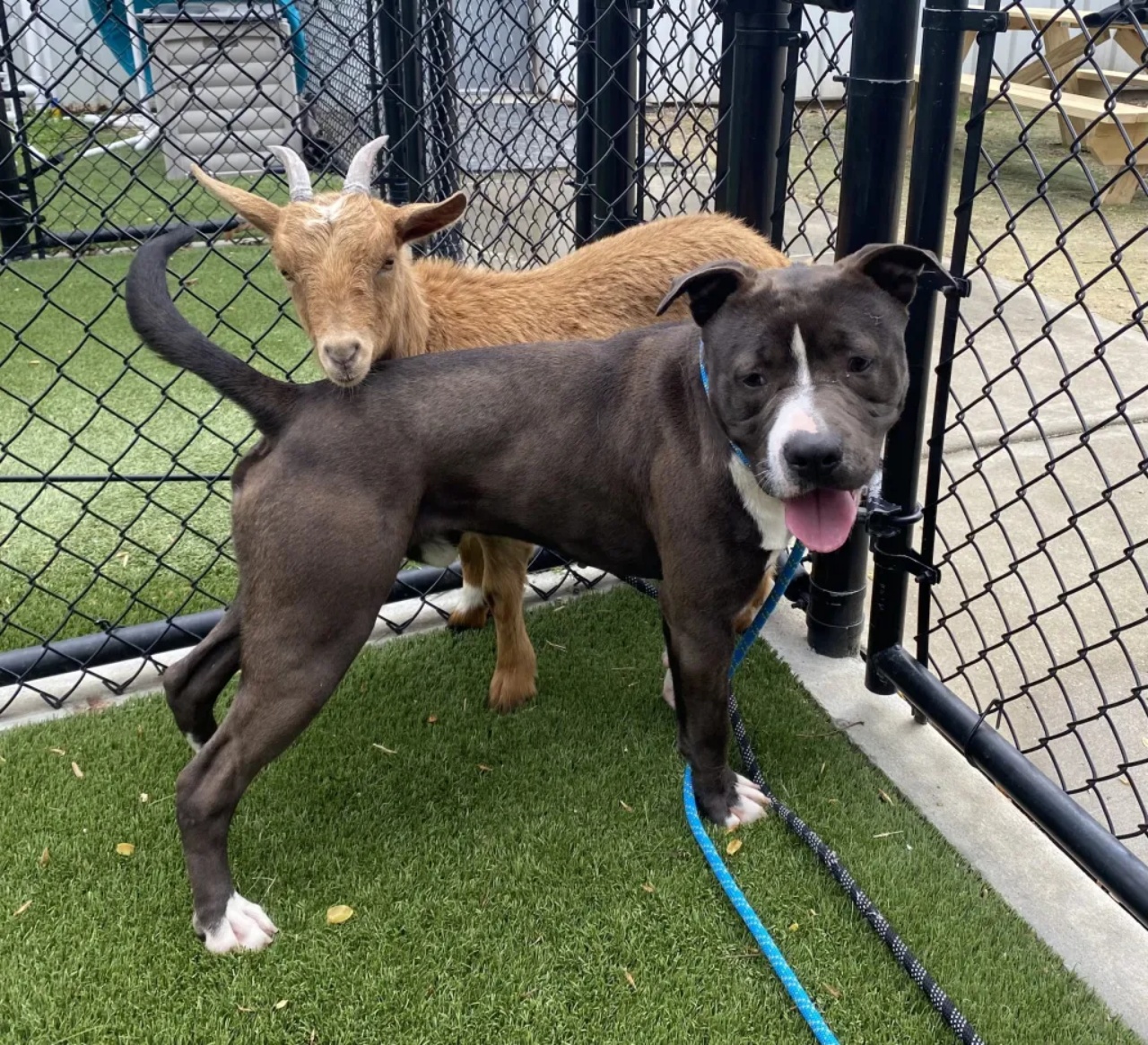 Un cane ed una capra sono amici: un legame unico