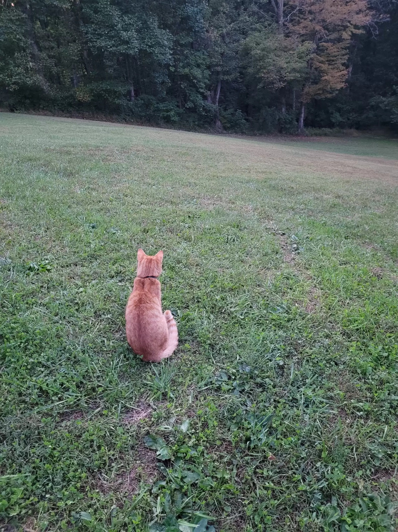 Un gatto è scomparso quando la famiglia traslocava, ma lui percorre km per raggiungerla