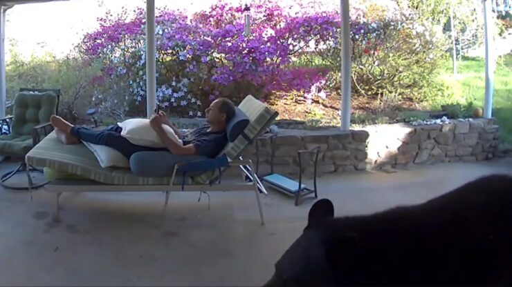 Un orso si intrufola nel cortile mentre un uomo dorme sulla sdraio