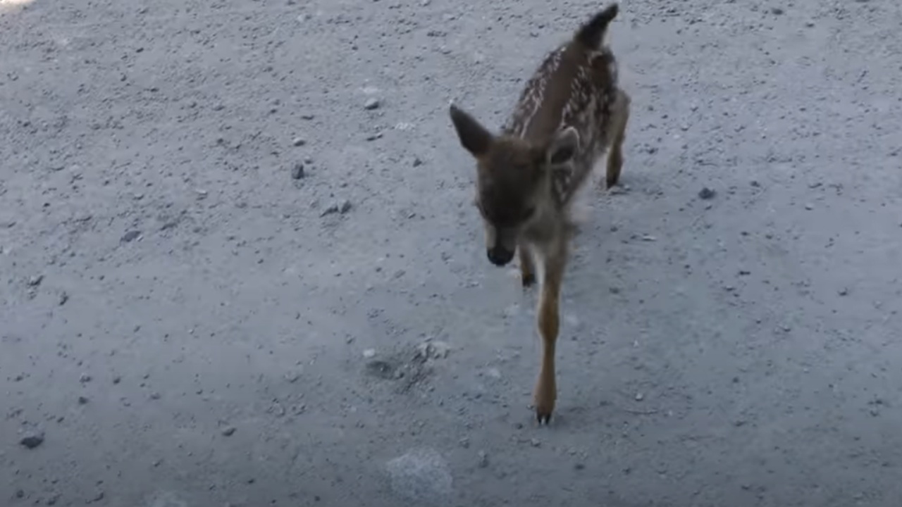 Un piccolo cervo va incontro al boscaiolo