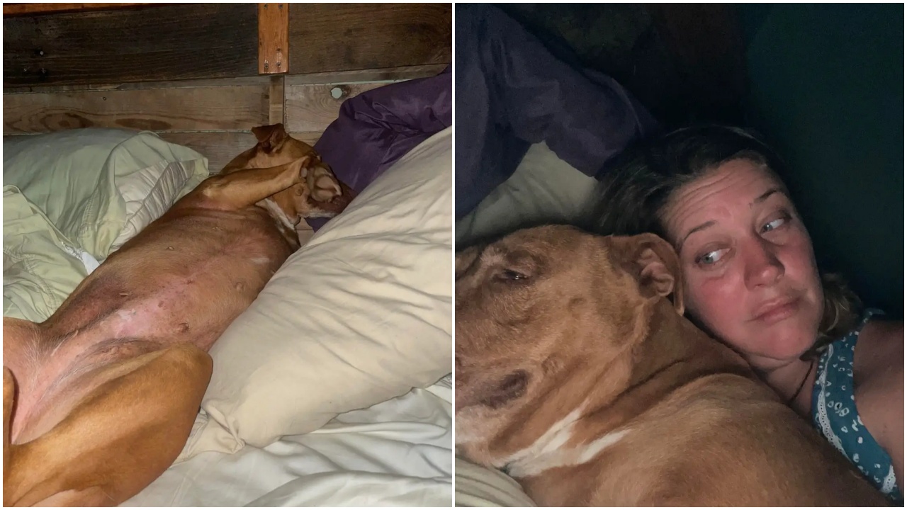Una notte una coppia trova un cane nel letto e non era suo