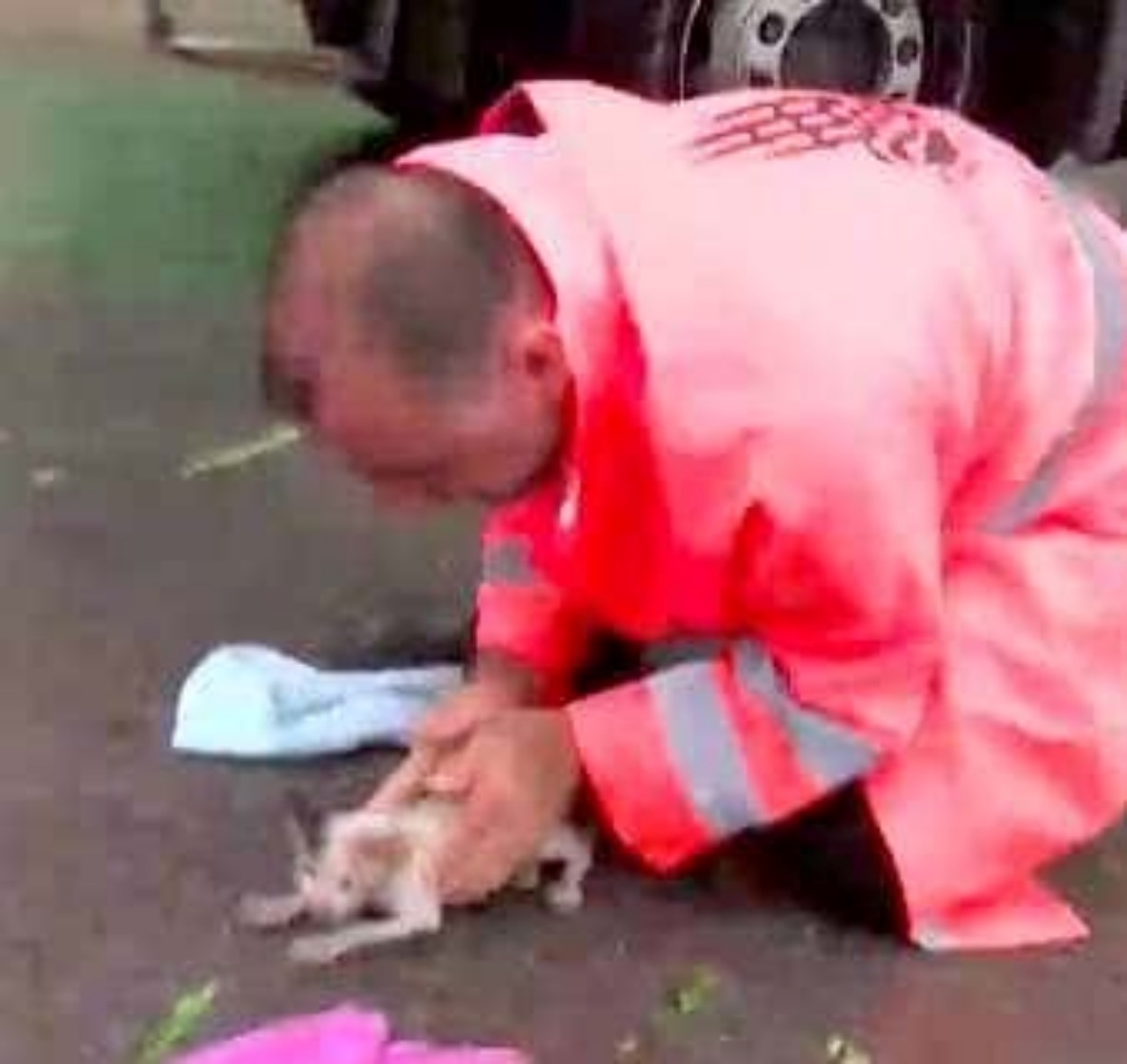 Uomo adotta un gattino trovato per strada