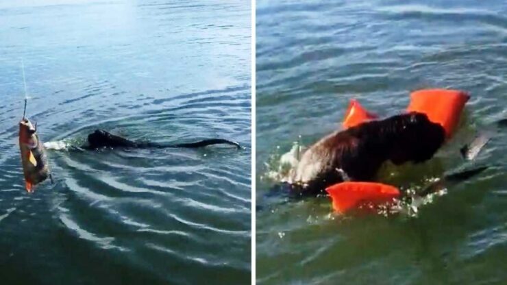 Uomo lancia un giubbotto di salvataggio per una creatura in mare