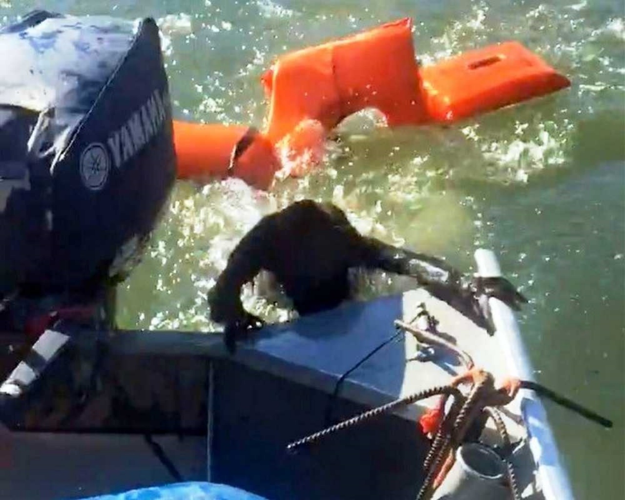 Uomo lancia un giubbotto di salvataggio per una creatura in mare