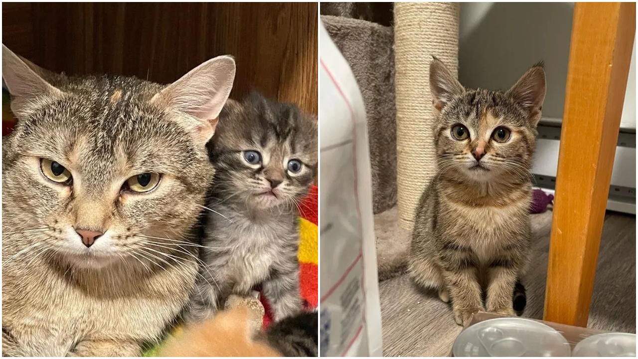 Volontari trovano un gattino e lo salvano dalla vita di strada