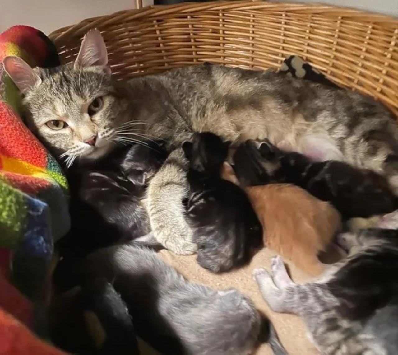 Volontari trovano un gattino e lo salvano dalla vita di strada