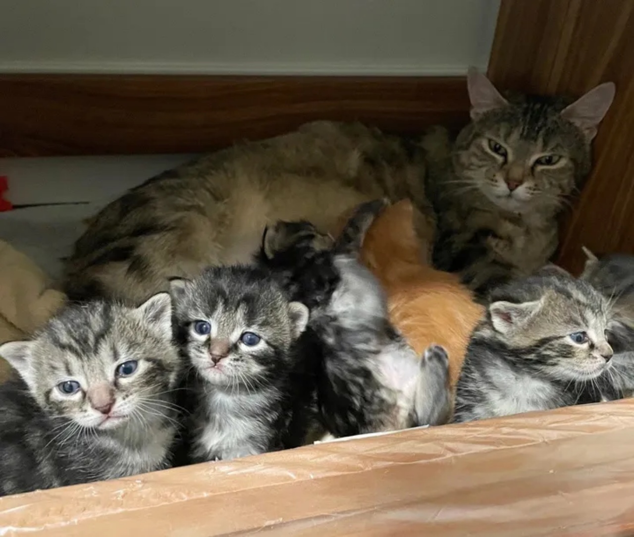 Volontari trovano un gattino e lo salvano dalla vita di strada