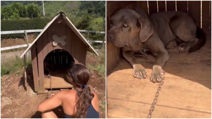 Xena, una cagnolina incatenata