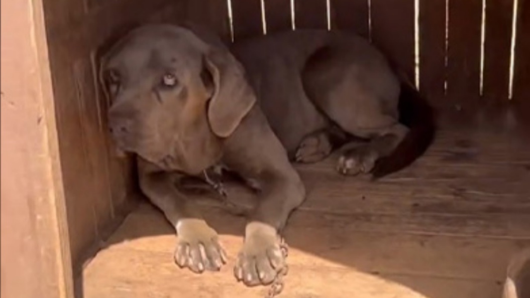 Xena, una cagnolina incatenata