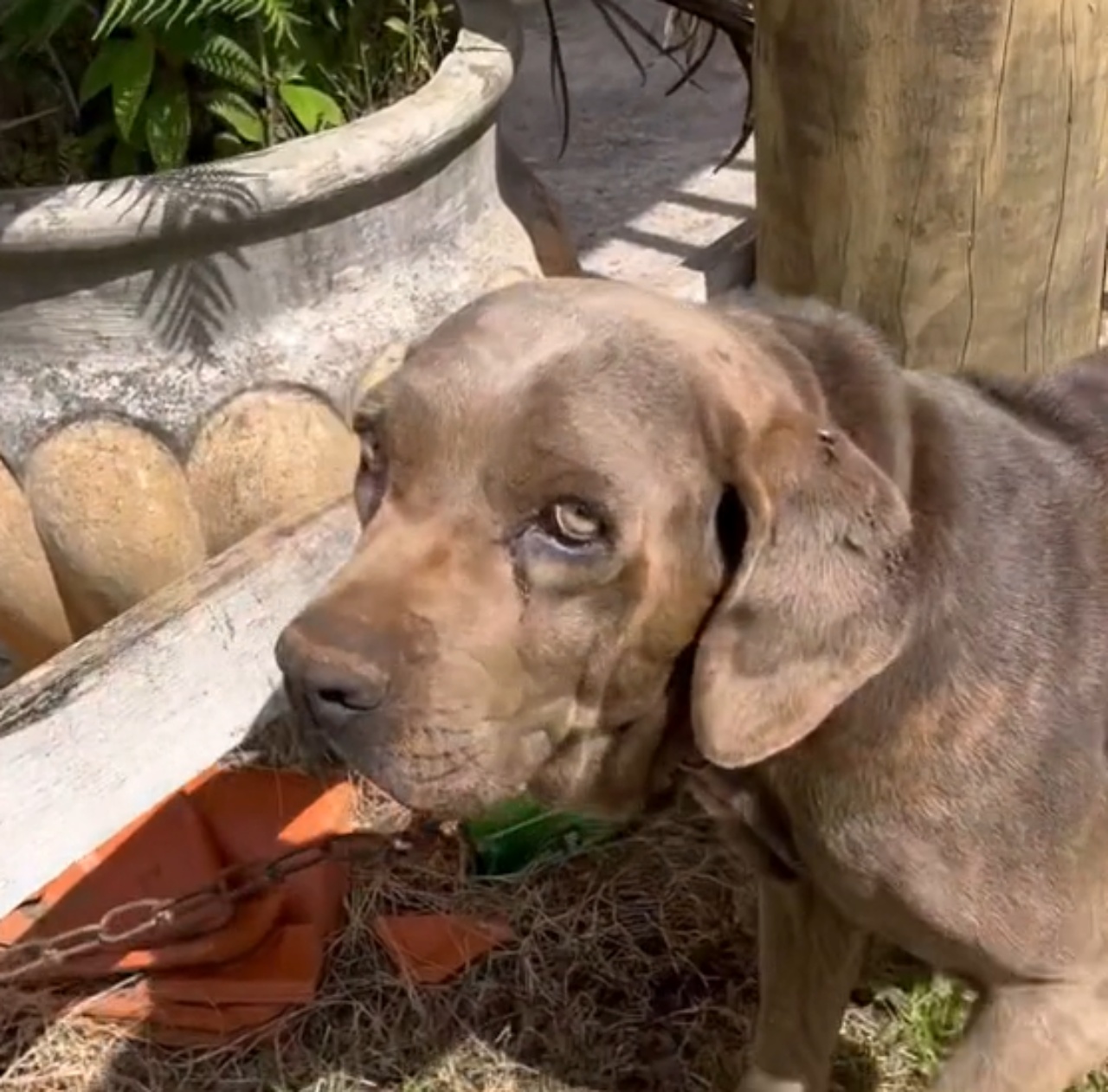 Xena, una cagnolina incatenata