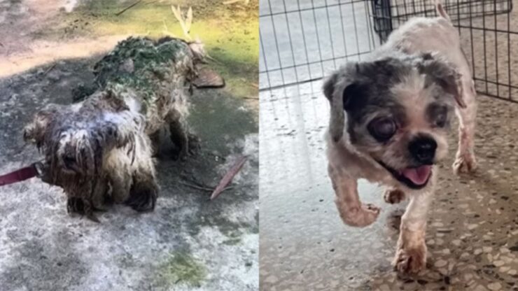 Yoggy è un barboncino abbandonato per due anni in giardino