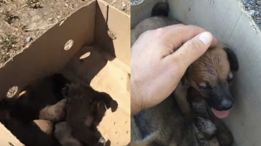 cani abbandonati in una scatola