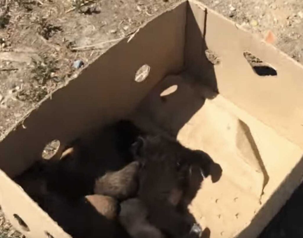cani abbandonati in una scatola