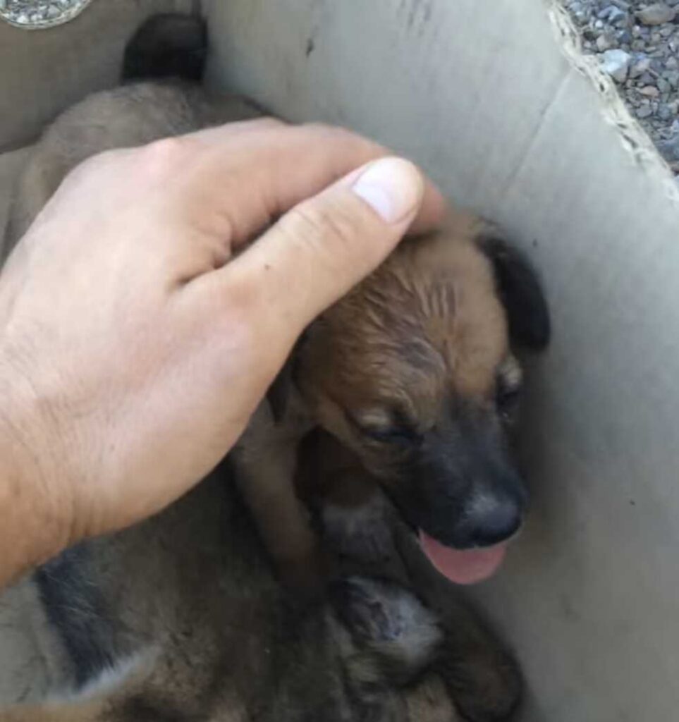 cane abbandonato in una scatola