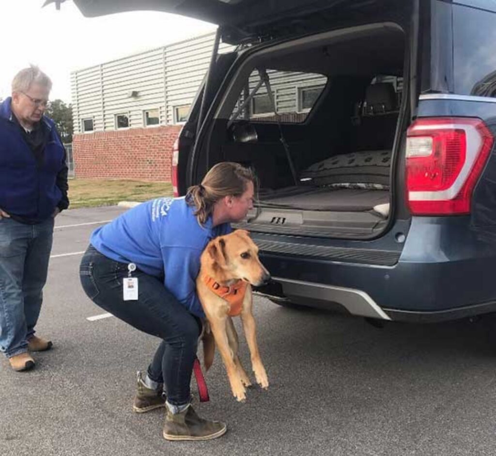 acorn il cucciolo randagio adottato dopo 2 anni