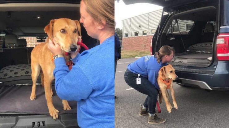 acorn il cucciolo randagio adottato dopo 2 anni