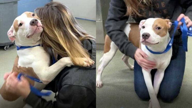 cane abbandonato in aeroporto