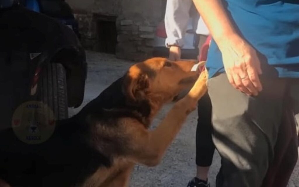 cane senzatetto che si aggrappa alle gambe dei passanti