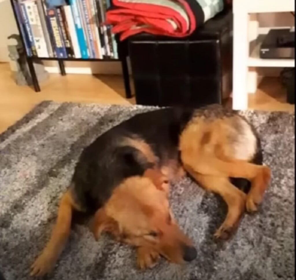 cane steso sul tappeto