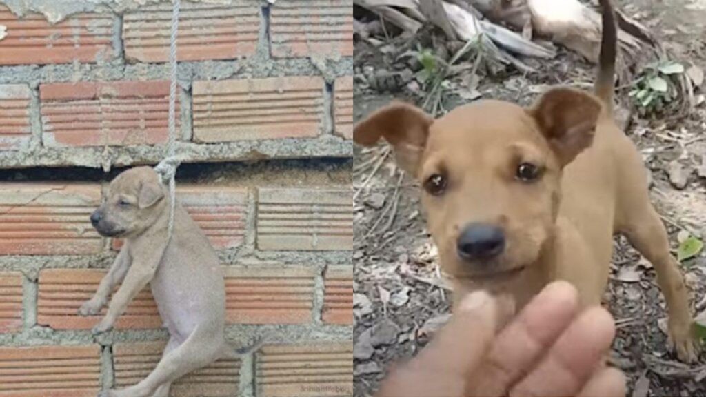 cane appeso per il collo con una corda