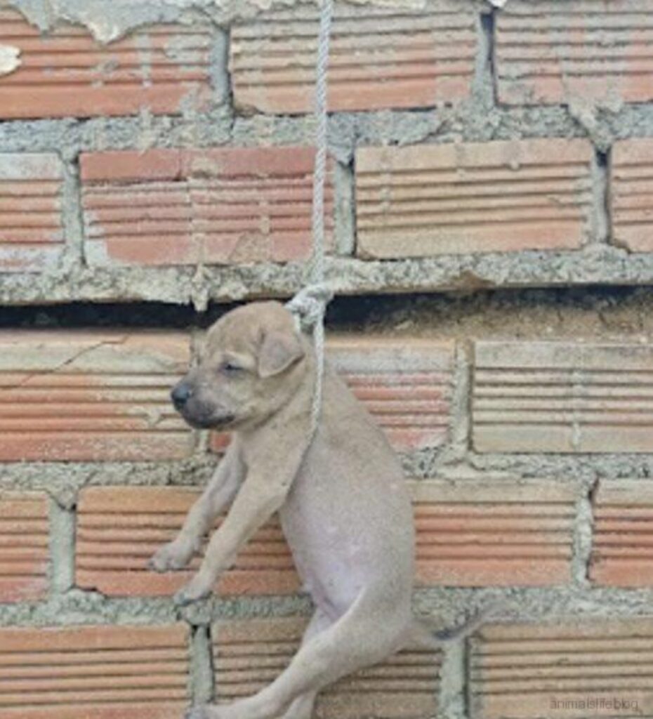 cane appeso per il collo con una corda