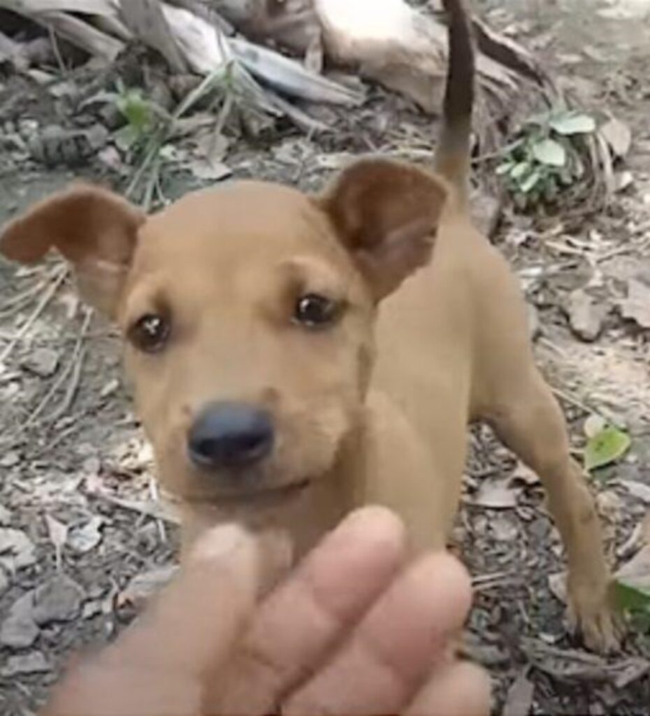 cane appeso per il collo con una corda