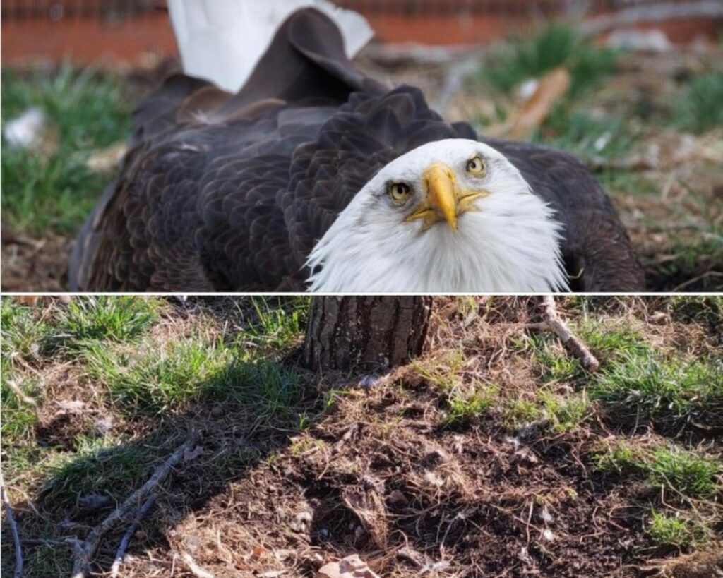 Aquila cova un uovo