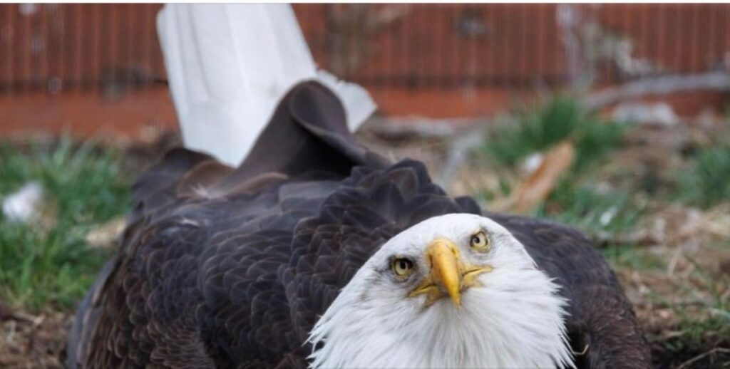 Aquila cova un uovo