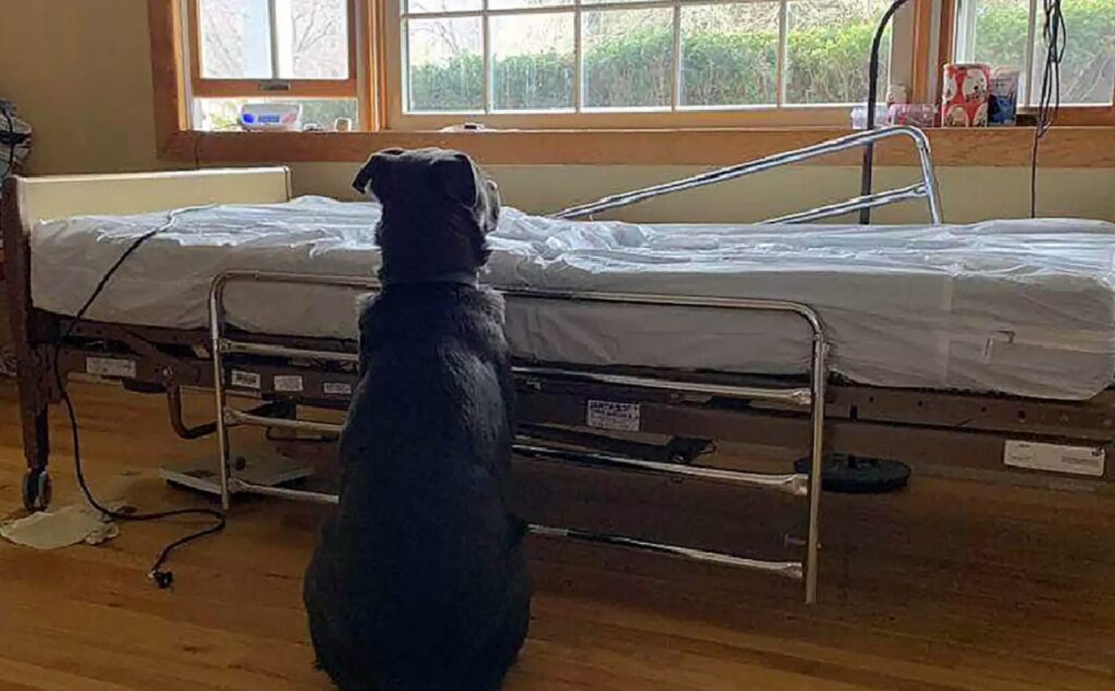 cane che aspetta il padrone in ospedale