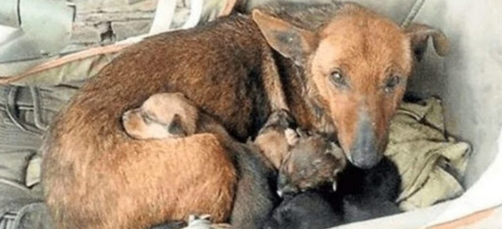 bambino abbandonato e il cane