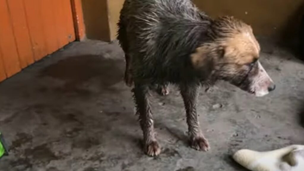 Il cane è stato ritrovato con molti segni di morsi da parte degli altri cani