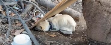 cagnolina incatenata recinto