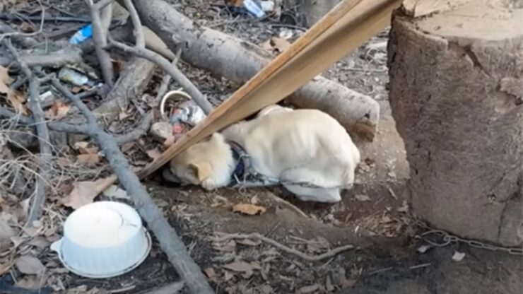 cagnolina incatenata recinto