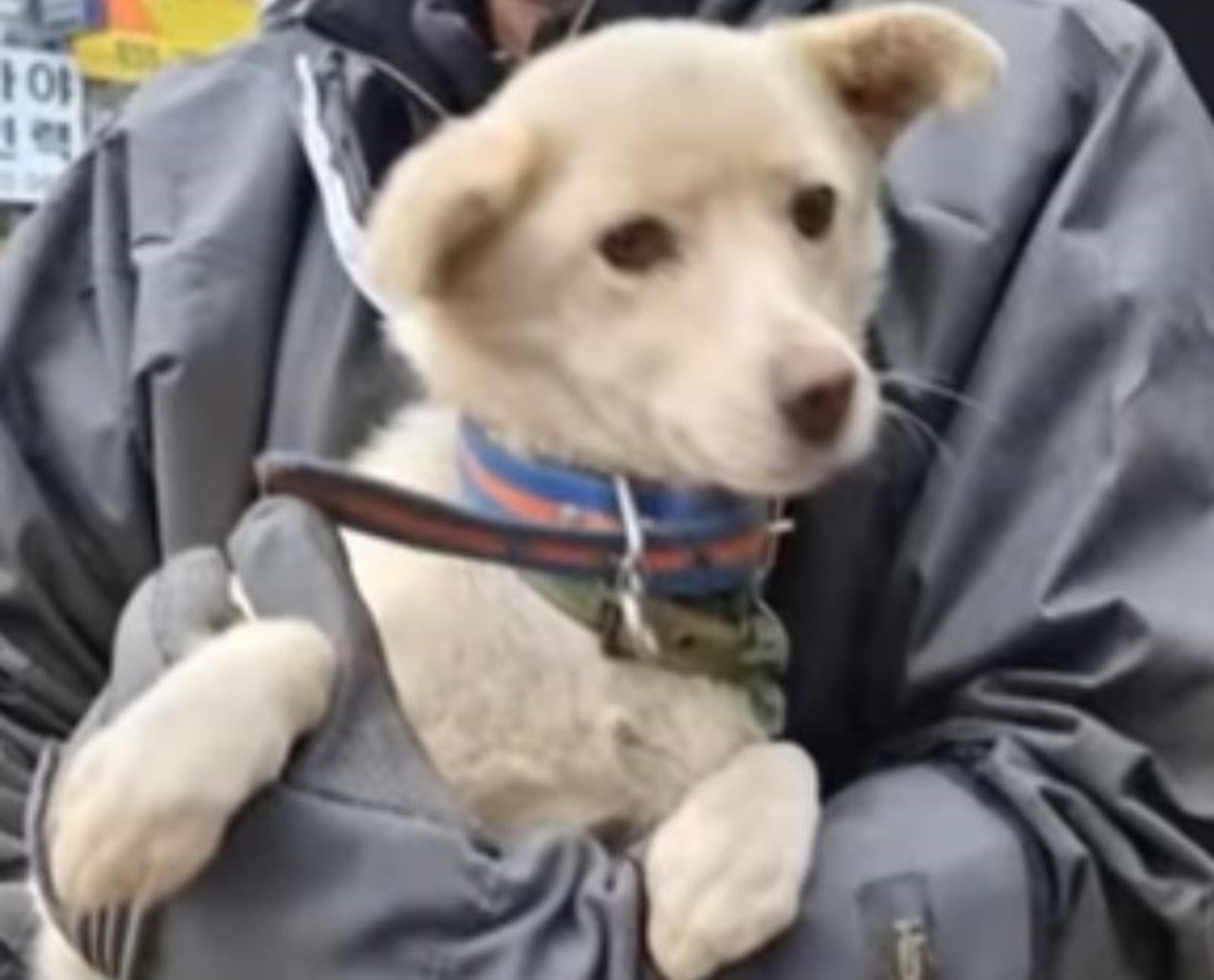 cagnolina incatenata abbraccio