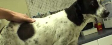 cagnolina incinta di 12 cuccioli pancia