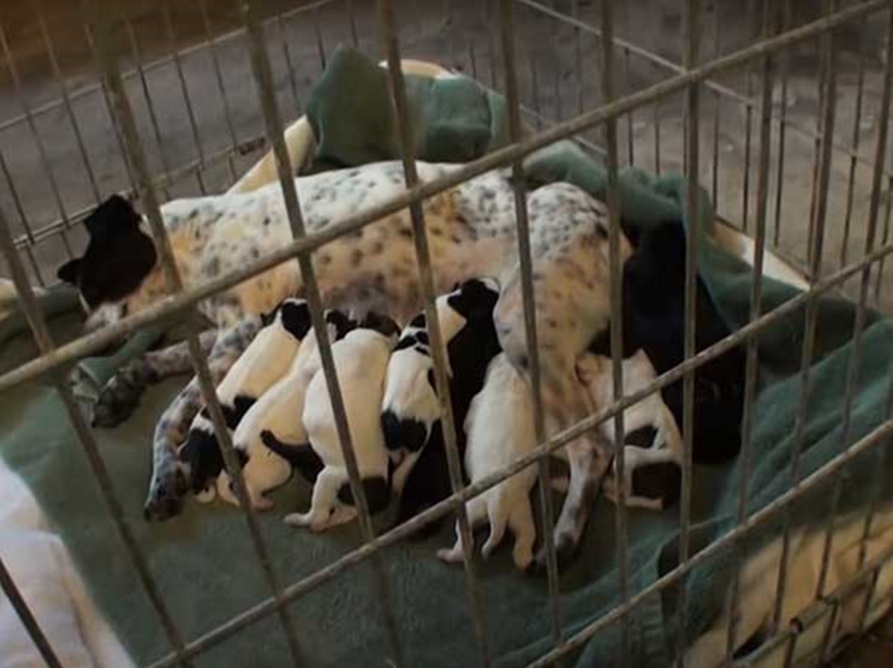 cagnolina incinta di 12 cuccioli piccoli