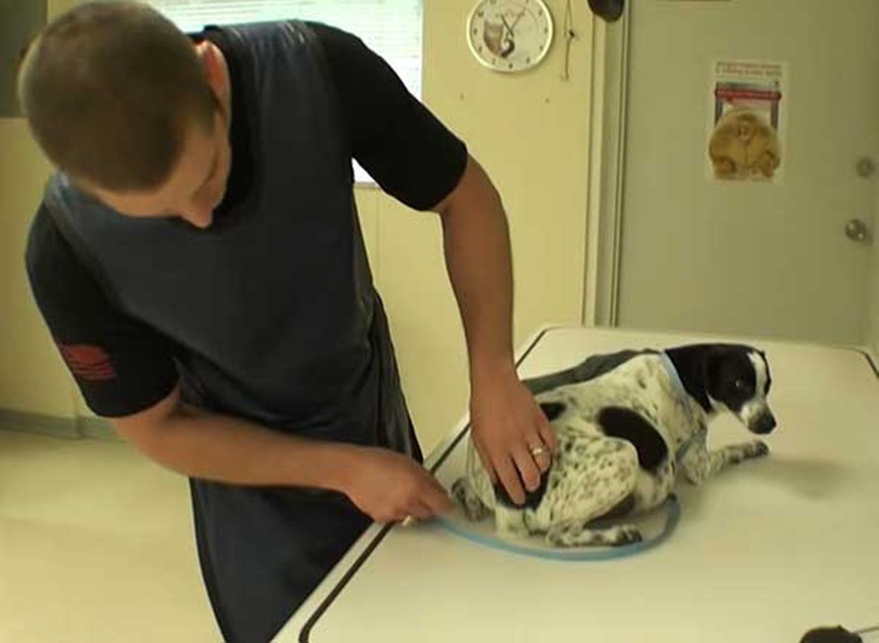 cagnolina incinta di 12 cuccioli massaggio