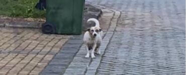 cagnolina incinta strada