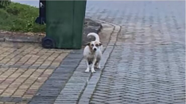 cagnolina incinta strada