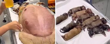 cagnolina incinta parto