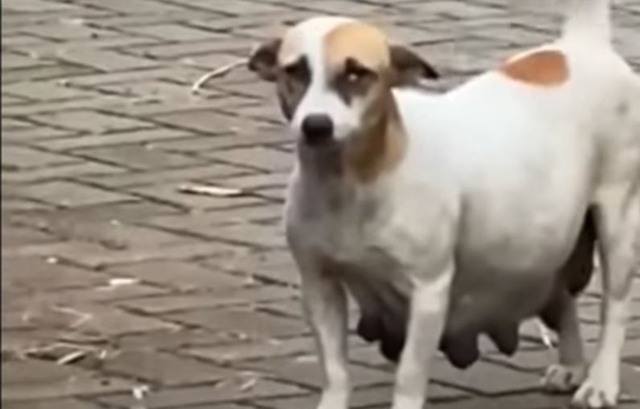 cagnolina incinta pancia