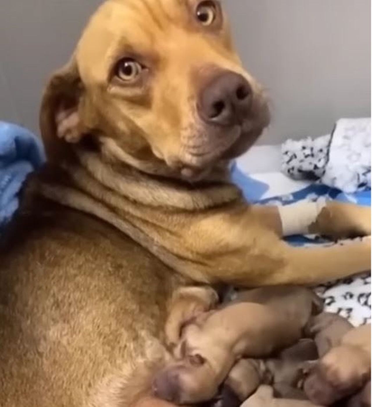 cagnolina incinta mamma