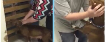 cagnolina si riunisce famiglia