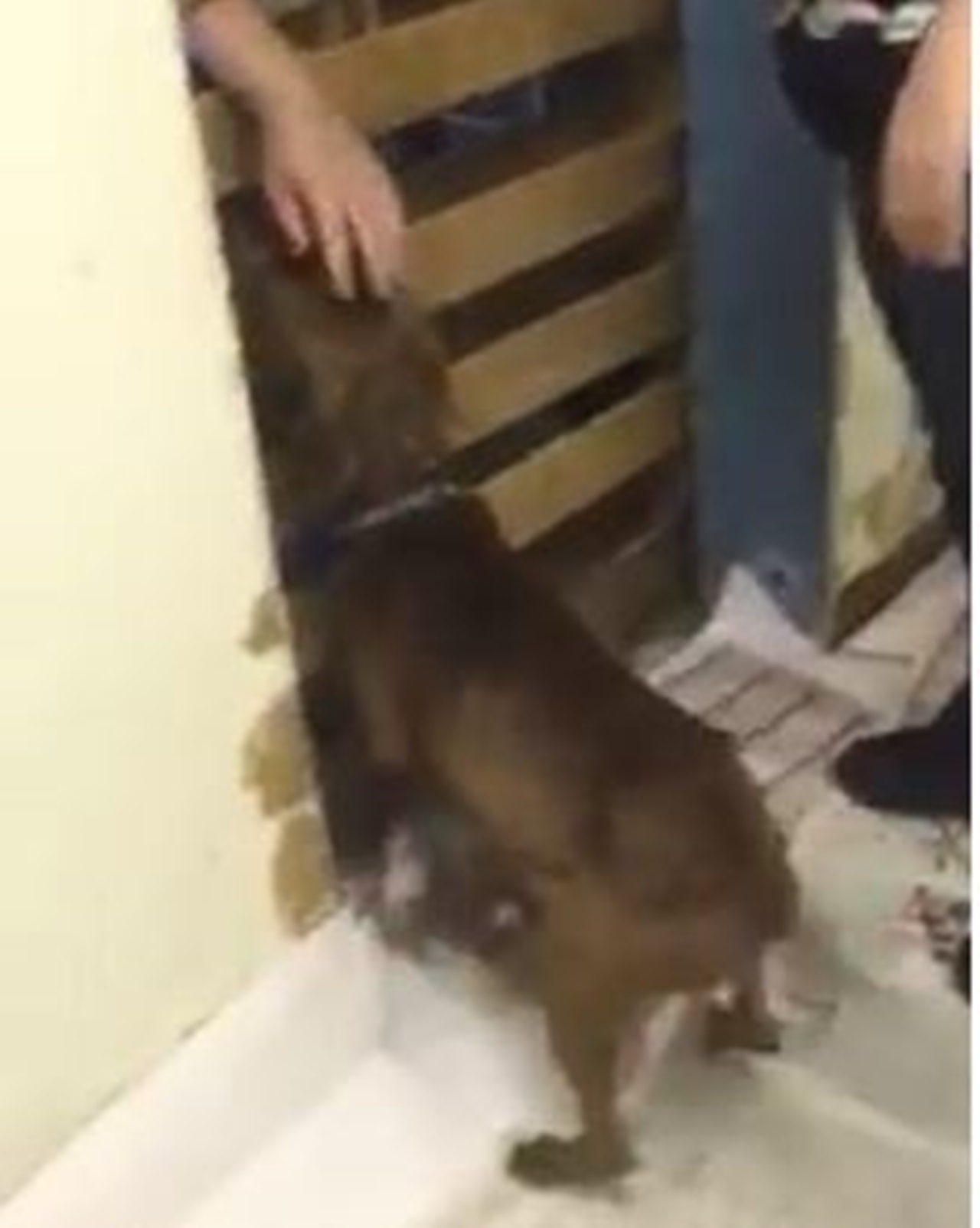 cagnolina si riunisce porta