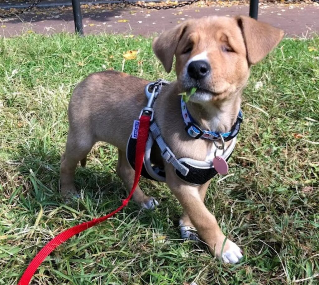 cagnolina al guinzaglio