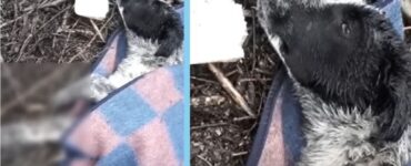 cagnolino solo coperta
