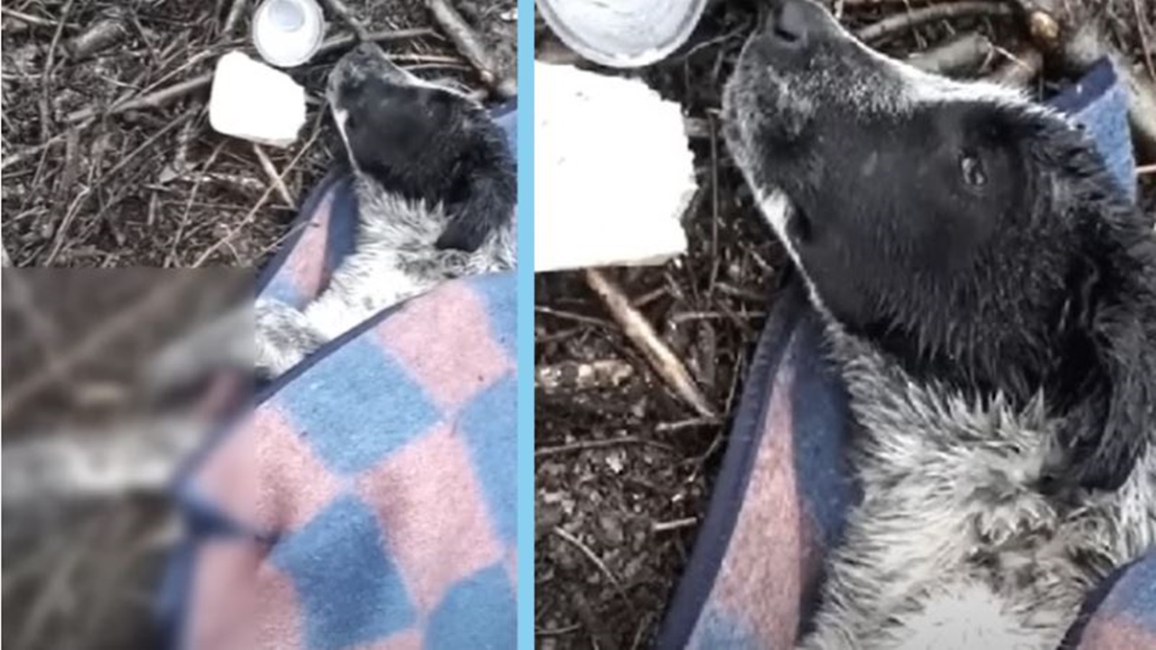 cagnolino solo coperta