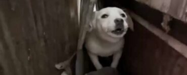 cagnolino spaventato cest