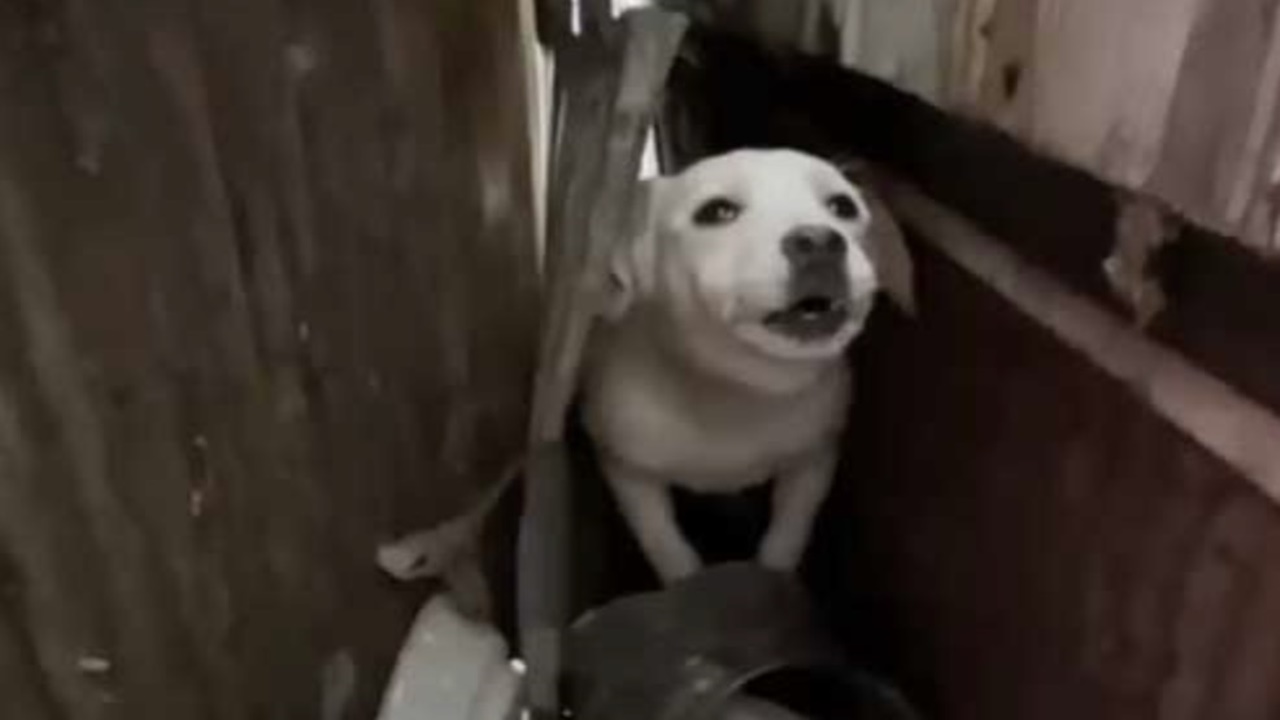 cagnolino spaventato cest